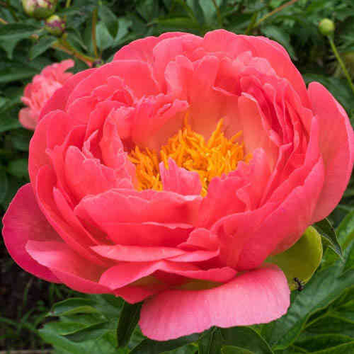  Paeonia 'Pink Hawaiian Coral'