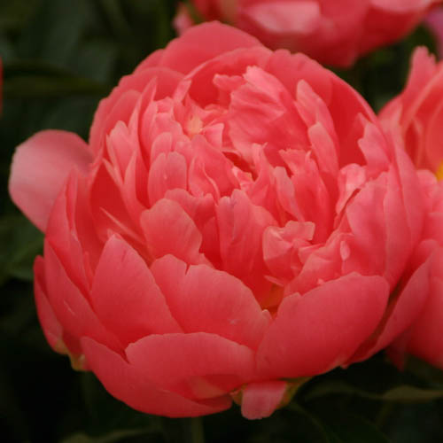  Paeonia 'Pink Hawaiian Coral'