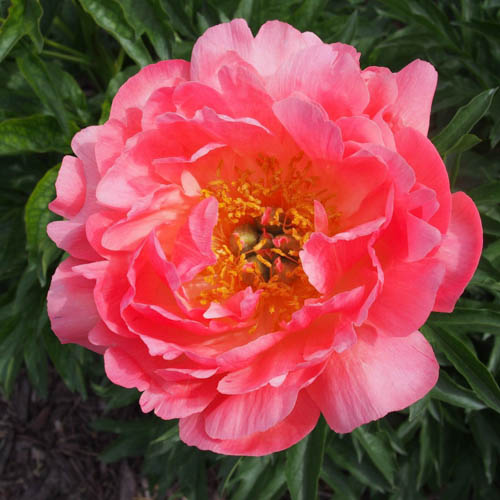  Paeonia 'Pink Hawaiian Coral'