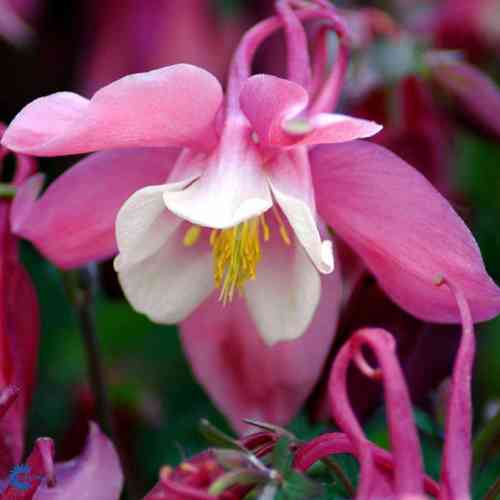 Aquilegia c. 'Spring Magic Rose & White'