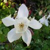 Jaloakileija 'Spring Magic White'