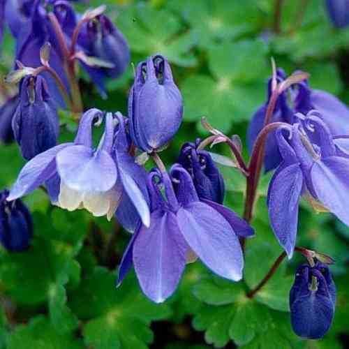 Aquilegia flabellata var.pumila