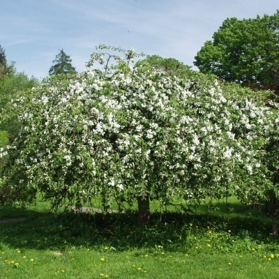 Malus 'Hyvingiensis'