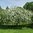Malus 'Hyvingiensis'