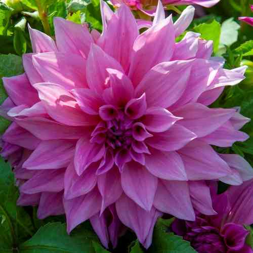 Dekorativdahlia 'Café au Lait Rosé'