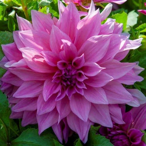 Dekorativdahlia 'Café au Lait Rosé'