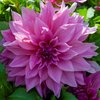 Koristedaalia 'Café au Lait Rosé'