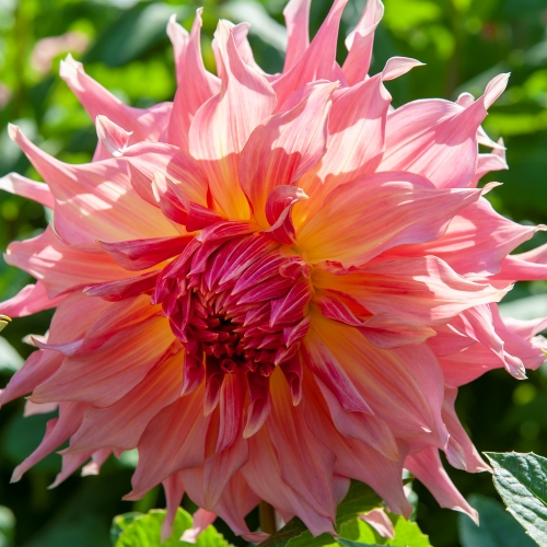 Dekorativdahlia 'Penhill Watermelon'