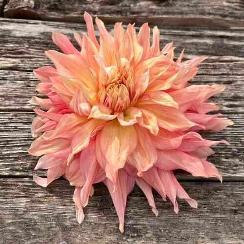 Koristedaalia 'Penhill Watermelon'