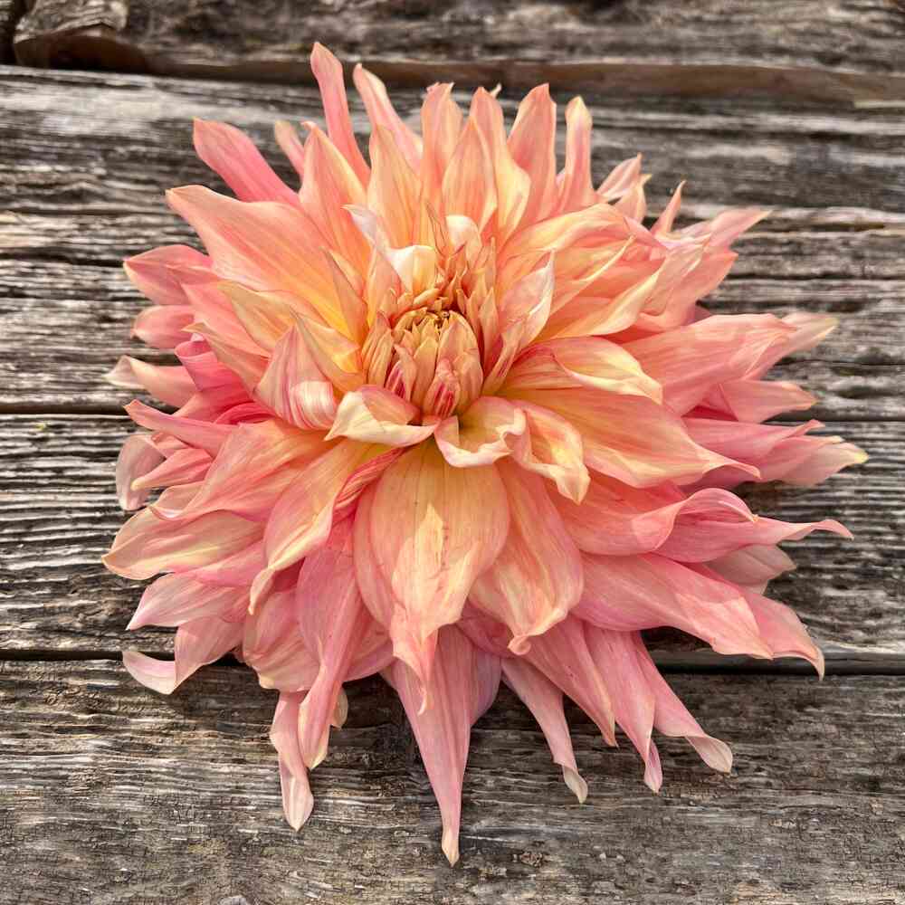 Dekorativdahlia 'Penhill Watermelon'
