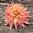 Dekorativdahlia 'Penhill Watermelon'