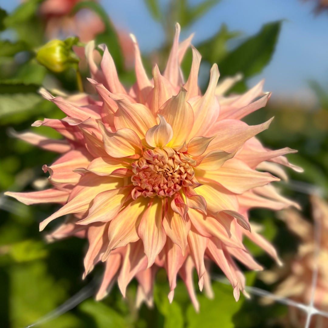 Dekorativdahlia 'Penhill Watermelon'