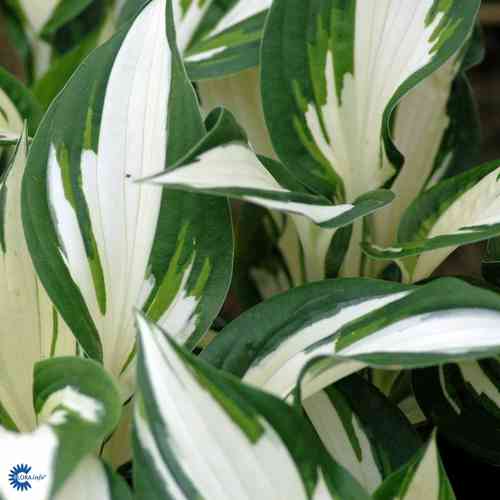 Hosta 'Fire and Ice'