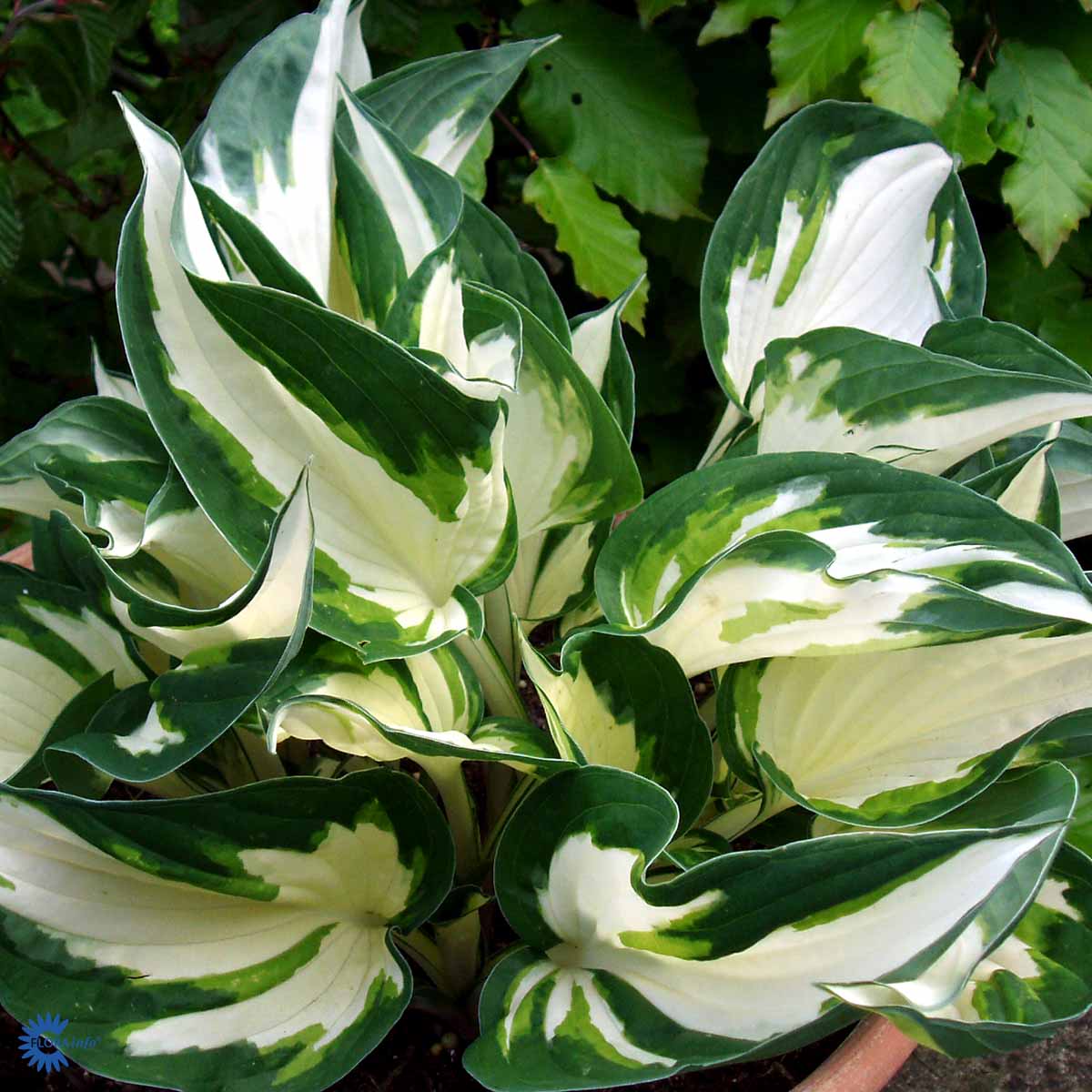 Hosta 'Fire and Ice'