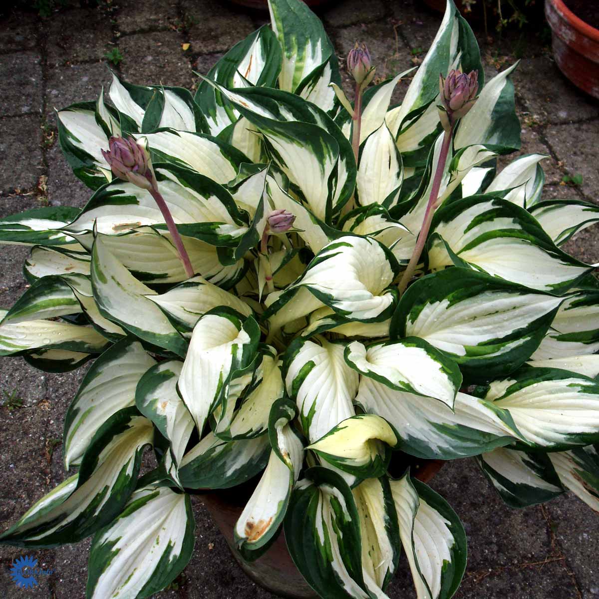 Hosta 'Fire and Ice'