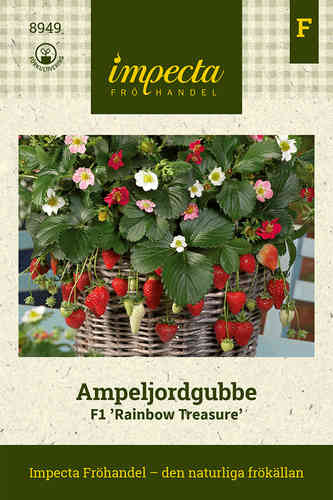 Amppelimansikka 'Rainbow Treasure'