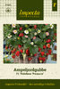 Amppelimansikka 'Rainbow Treasure'