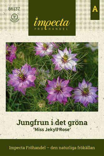 Jungfrun i det gröna 'Miss Jekyll Rose'