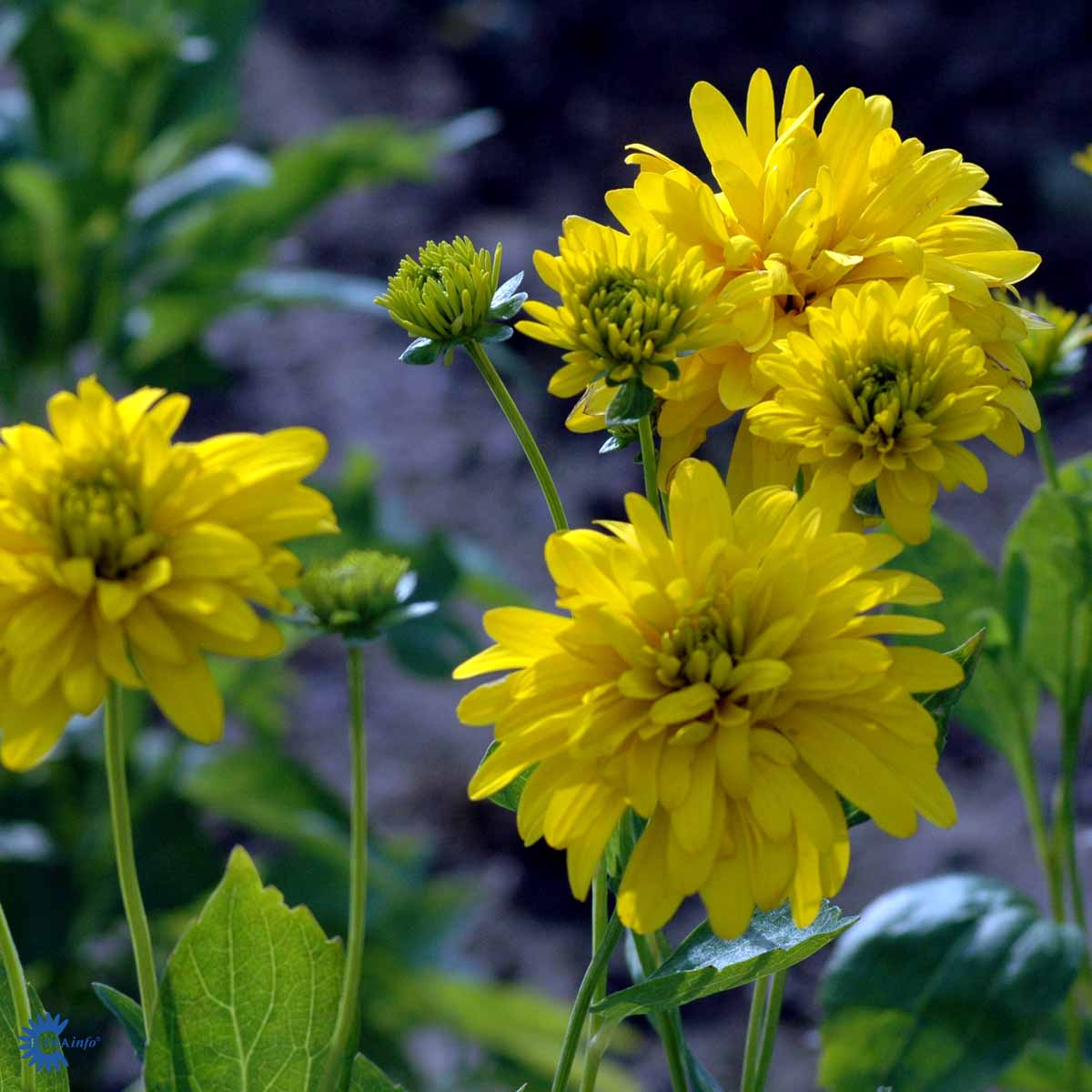 Kultapallo 'Goldquelle'