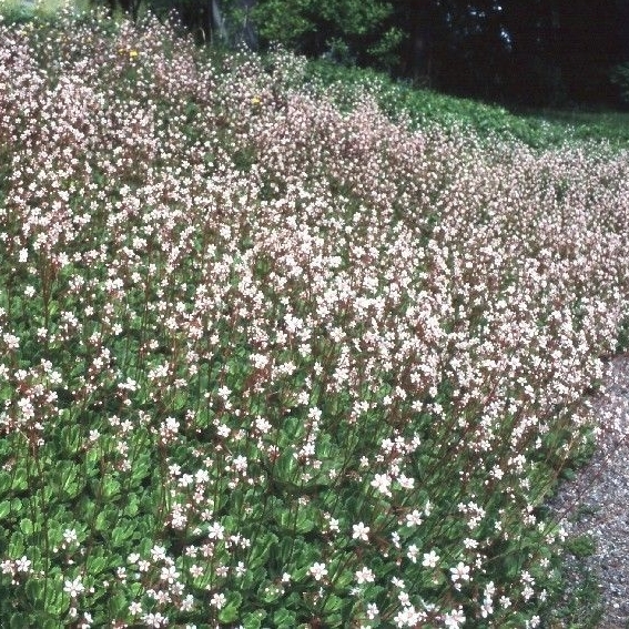 Varjorikko