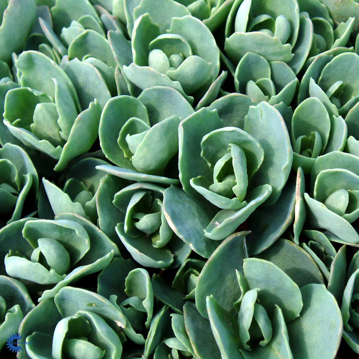 Sedum spectabile 'Brilliant'