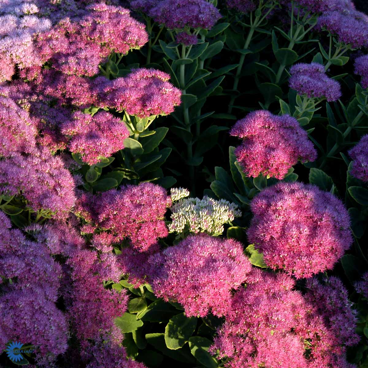 Sedum spectabile 'Brilliant'