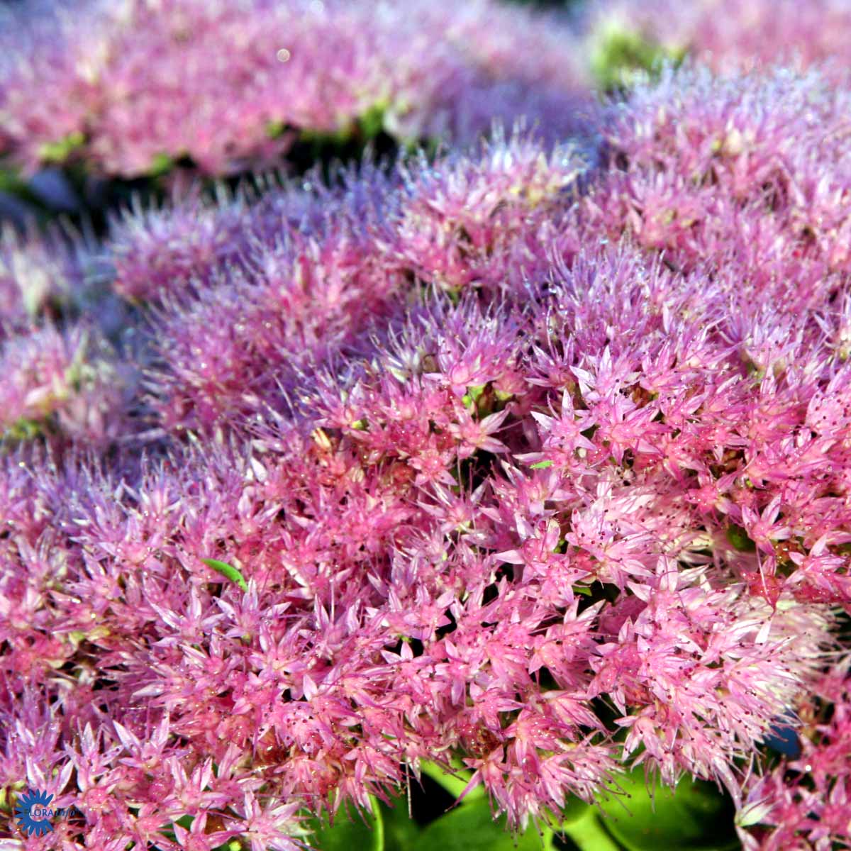 Sedum spectabile 'Brilliant'