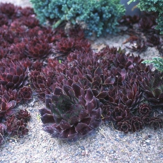 Sempervirum x hybr. 'Othello'