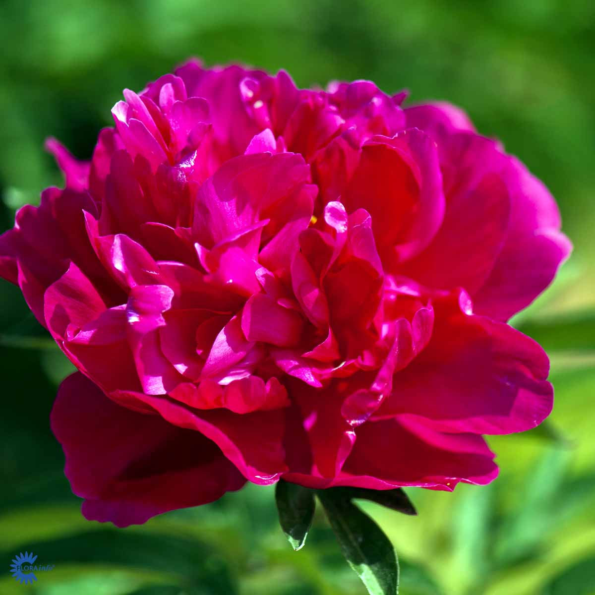 Paeonia lactiflora 'Kansas'