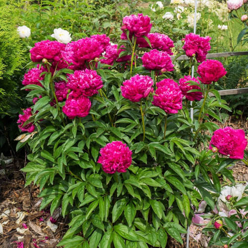 Paeonia lactiflora 'Kansas'