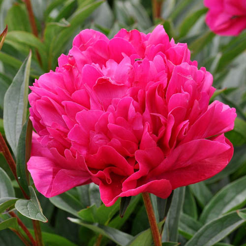 Paeonia lactiflora 'Kansas'