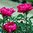 Paeonia lactiflora 'Karl Rosenfield'