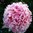 Paeonia lactiflora 'Sarah Bernhardt'