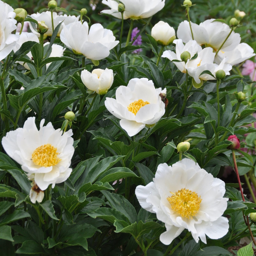 Paeonia lactiflora  'Jan Van Leeuwen'