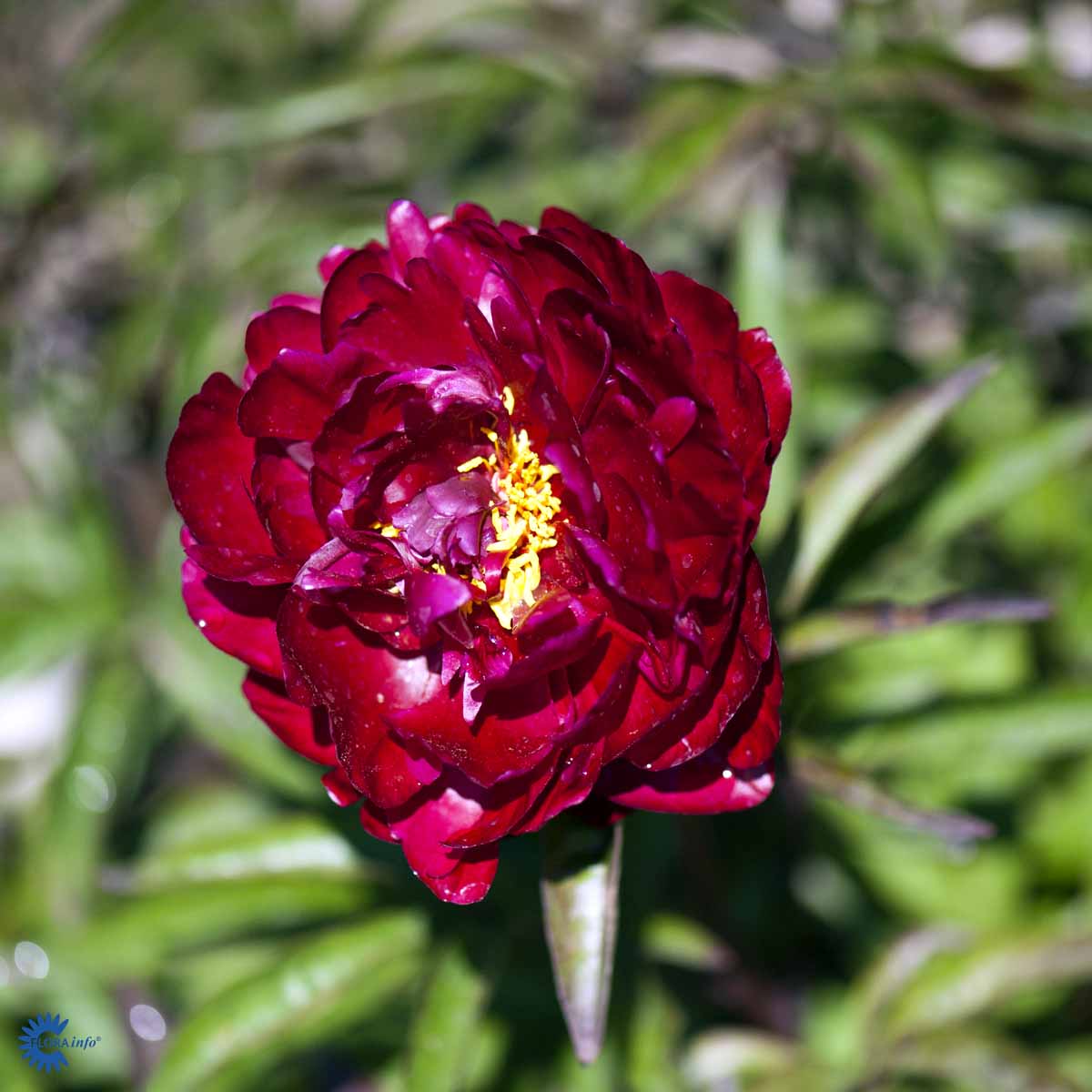  Paeonia lactiflora 'Peter Brand''