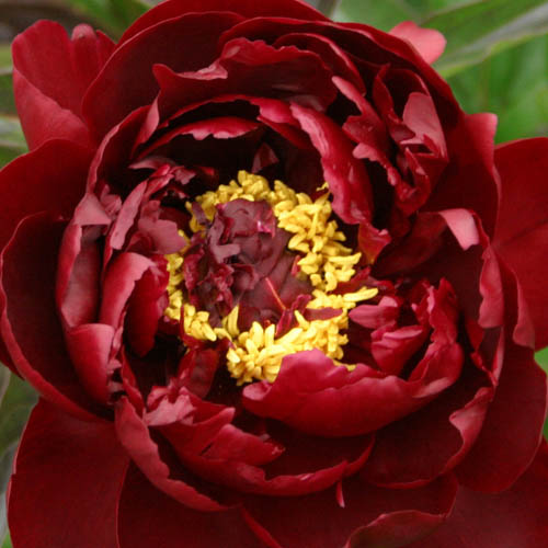  Paeonia lactiflora 'Peter Brand''