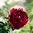  Paeonia lactiflora 'Peter Brand''
