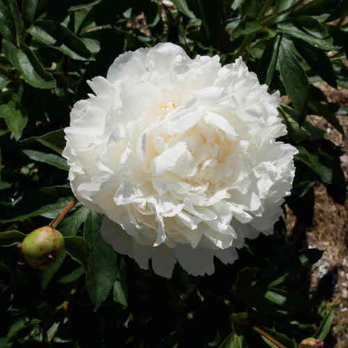 Paeonia lactiflora 'Gardenia'