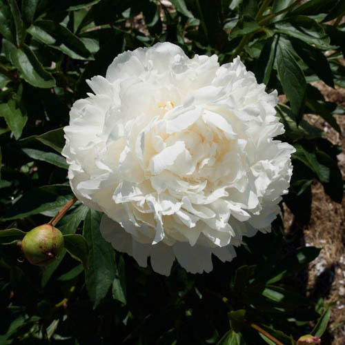 Paeonia lactiflora 'Gardenia'
