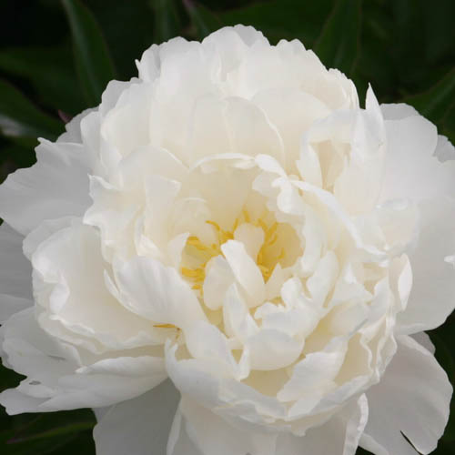 Paeonia lactiflora 'Gardenia'