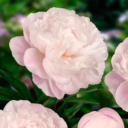 Paeonia lactiflora 'Gardenia'