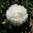 Paeonia lactiflora 'Gardenia'