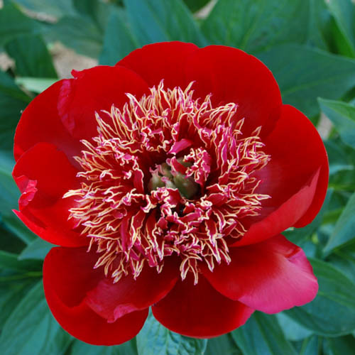 Kiinanpioni 'Walter Mainz' 4 l