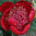 Paeonia lactiflora 'Walter Mainz'
