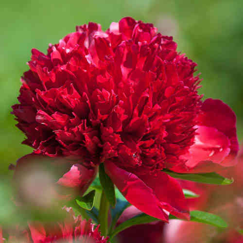 Kiinanpioni 'Red Grace' 4 l