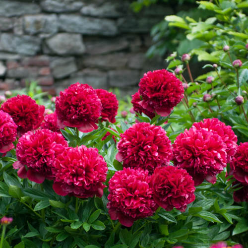 Paeonia lactiflora 'Red Grace'