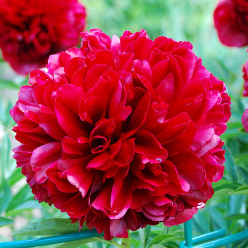 Paeonia lactiflora 'Red Grace'