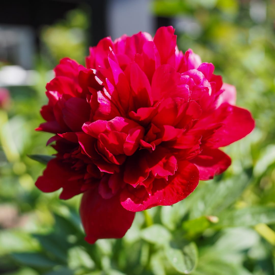 Paeonia lactiflora 'Red Grace'