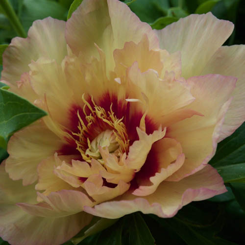 Paeonia 'Callies Memory', Itoh-Ryhmä