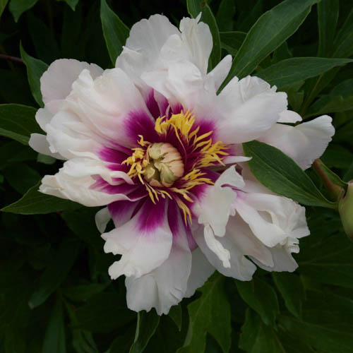 Itoh-pensaspioni 'Cora Louise' 4 l
